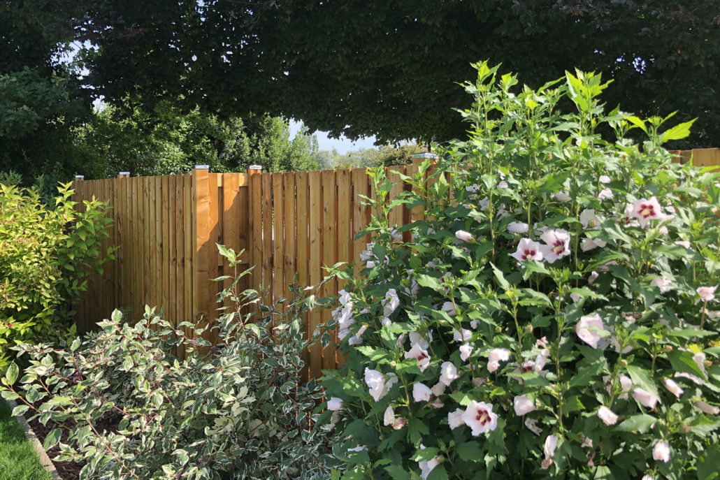 Sans titre-1_0003_IMG_0574 Clôture bois traité et plantes